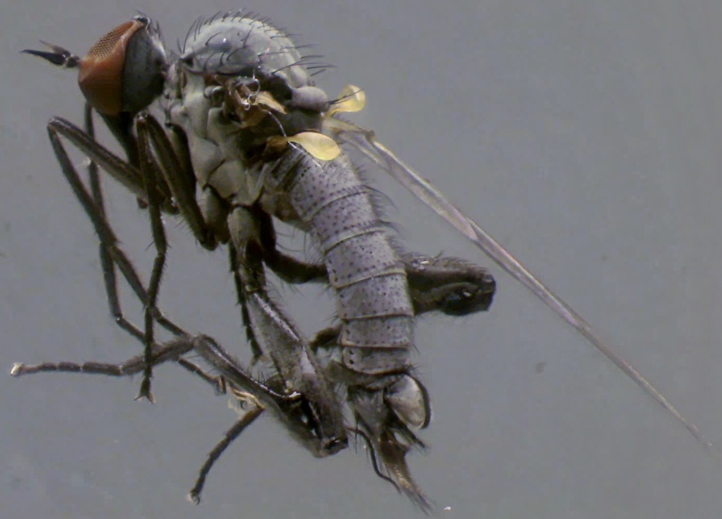 Rhamphomyia dentipes